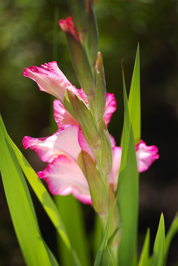 The Daydreamer Gladiolus  by Joy Watson